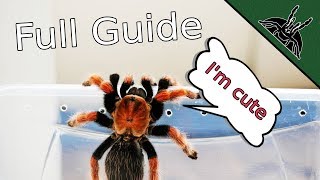 TARANTULA CARE Complete beginner guide 101 [upl. by Airel309]