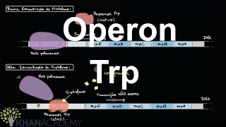 Operon Trp  Regulação gênica  Biologia  Khan Academy [upl. by Wallraff]