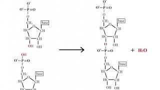 Phosphodiester bond  Polynucleotide Chain [upl. by Hnil303]