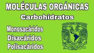 Carbohidratos  Moléculas orgánicas  Explicación  BIOLOGÍA [upl. by Naujal854]