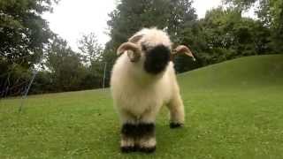 Valais Blacknose Sheep [upl. by Plantagenet]