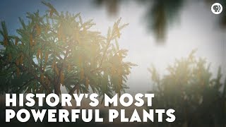 Historys Most Powerful Plants [upl. by Schlesinger]