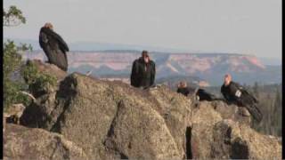 Flying giantsrare California condors return to Utah skies [upl. by Hamitaf]