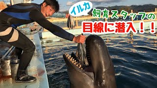 【スタッフ目線】ステージから見るクジラのジャンプ！ [upl. by Yanttirb]