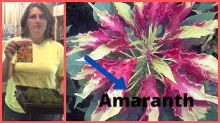 How to Transplant Amaranth Tricolor Josephs Coat Seedlings Transplanting Indoors [upl. by Phaedra]