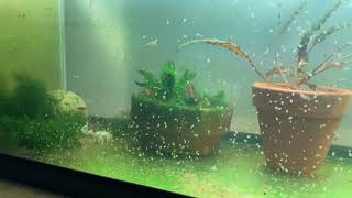 Daphnia Culturing Snails or no snails [upl. by Aiynat]