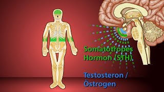 Knochenwachstum  Schulfilm Biologie [upl. by Acnoib]