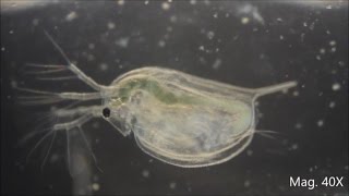 Daphnia magna under the Microscope [upl. by Aikar571]