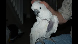 Why Parrots Pluck And How to STOP It [upl. by Odnalor703]