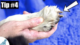 Trimming Dogs Nails  7 Quick Tips To Make It Easier [upl. by Anirav]