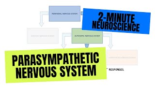 2Minute Neuroscience Parasympathetic Nervous System [upl. by Kassab]