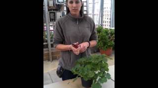 How to overwinter a Pelargoniumgeranium [upl. by Ashlen]