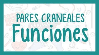 FUNCIONES de los PARES CRANEALES [upl. by Lashondra]