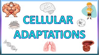 Cell Adaptations  Pathology  Hypertrophy Hyperplasia Atrophy amp Metaplasia [upl. by Anohr]