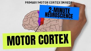 2Minute Neuroscience Motor Cortex [upl. by Einiffit]