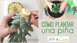 Cómo plantar una piña [upl. by Barty]