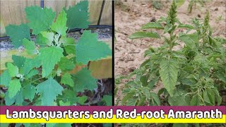 2 Pigweeds Lambsquarters and Redroot Amaranth [upl. by Bellis]