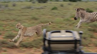 Zebra vs Cheetah [upl. by Alleen]