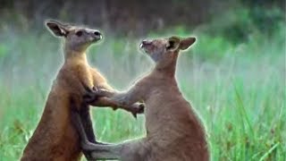 Kangaroo Boxing  Attenborough  BBC Earth [upl. by Nylitak]