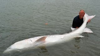 Worlds Biggest Sturgeon Ever Caught [upl. by Rella375]