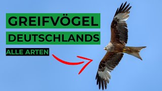 Greifvögel Deutschlands sicher bestimmen [upl. by Moule]