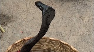 Black Cobra Dances to Snake Charmers Flute [upl. by Anaizit]