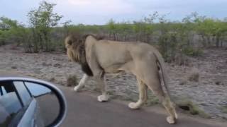 The king of the Jungle  Do not tease Asiatic Lion  Sasan Gir [upl. by Anairda92]