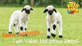 Twin Valais blacknose lambs [upl. by Tacye]