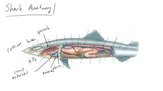 Shark Anatomy [upl. by Okwu22]