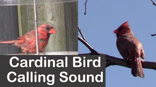 Cardinal Bird Calling Sound [upl. by Scherle]