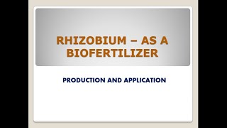 Rhizobium as a biofertilizer its production and application [upl. by Schuler]