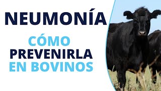 Cómo prevenir la neumonía en bovinos [upl. by Ydde]