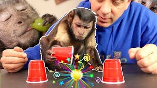 Capuchin Monkey Magic Challenge CANT BE FOOLED [upl. by Elva]