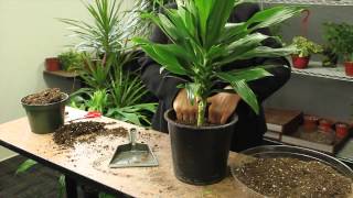 How to Plant Dracaena  Gardening amp Plant Care [upl. by Octave93]