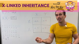 Xlinked Inheritance and Punnett Squares [upl. by Tansy138]