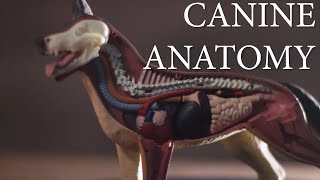 How the Dog Anatomy differs from Humans [upl. by Tybi446]