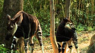 Okapi Calf at the Bronx Zoo [upl. by Ahsak]