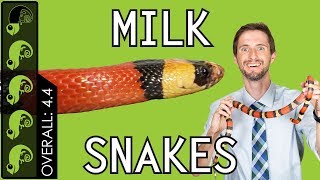 Milk Snake The Best Pet Snake [upl. by Atiz]