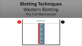 Blotting Techniques The Principle of Western Blotting [upl. by Yarb]