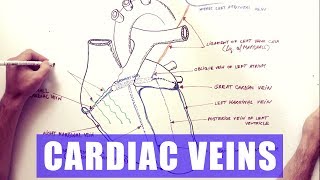 Phlebotomy The Order of Veins [upl. by Sky]