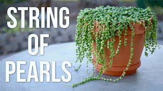 String of Pearls Care Guide  Garden Answer [upl. by Schonfeld]