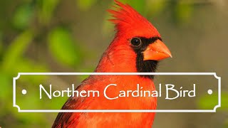 Northern Cardinal Bird  Magical Nature [upl. by Regine]