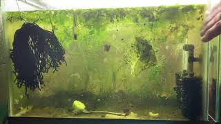 Scuds Daphnia Cherry Shrimp Copepods My aquatic food culture [upl. by Maxentia]