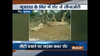 Gujarat Lion tries to attack man at Gir forest [upl. by Valeria]