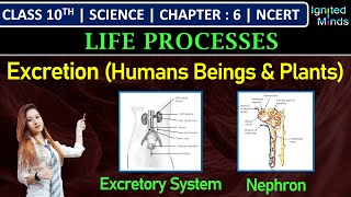 Class 10th Science  Excretion Human Beings amp Plants  Chapter 6  Life Processes  NCERT [upl. by Srevart]