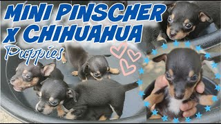 MINI PINSCHER X CHIHUAHUA PUPPIES  DAY 1 TO 1 MONTH OLD [upl. by Albertina]