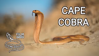 Cape cobra one of the most venomous cobras in Africa colorful snake cobra vs meerkats [upl. by Arianna682]