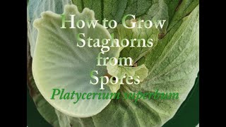 How to Grow Staghorn Ferns from Spores Platycerium superbum [upl. by Curzon]