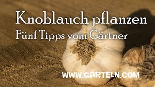 Knoblauch pflanzen  Fünf Tipps vom Gärtner [upl. by Ruth]