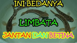 MEMBEDAKAN CHANNA LIMBATA JANTAN DAN BETINA [upl. by Wenona372]